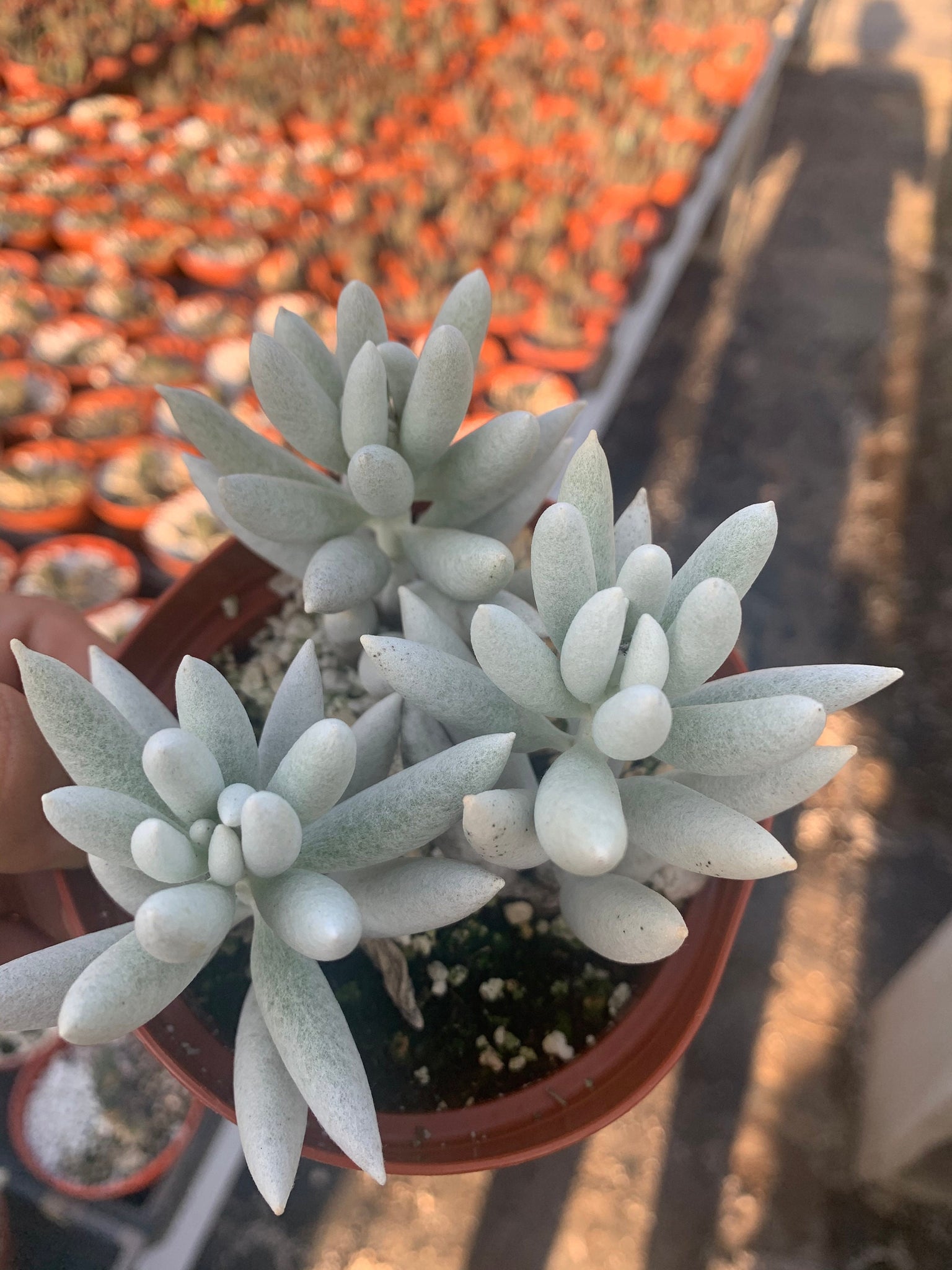 cocoon plant succulent care Senecio Haworthii Cocoon Plant 4” plant – Dose of Succulents