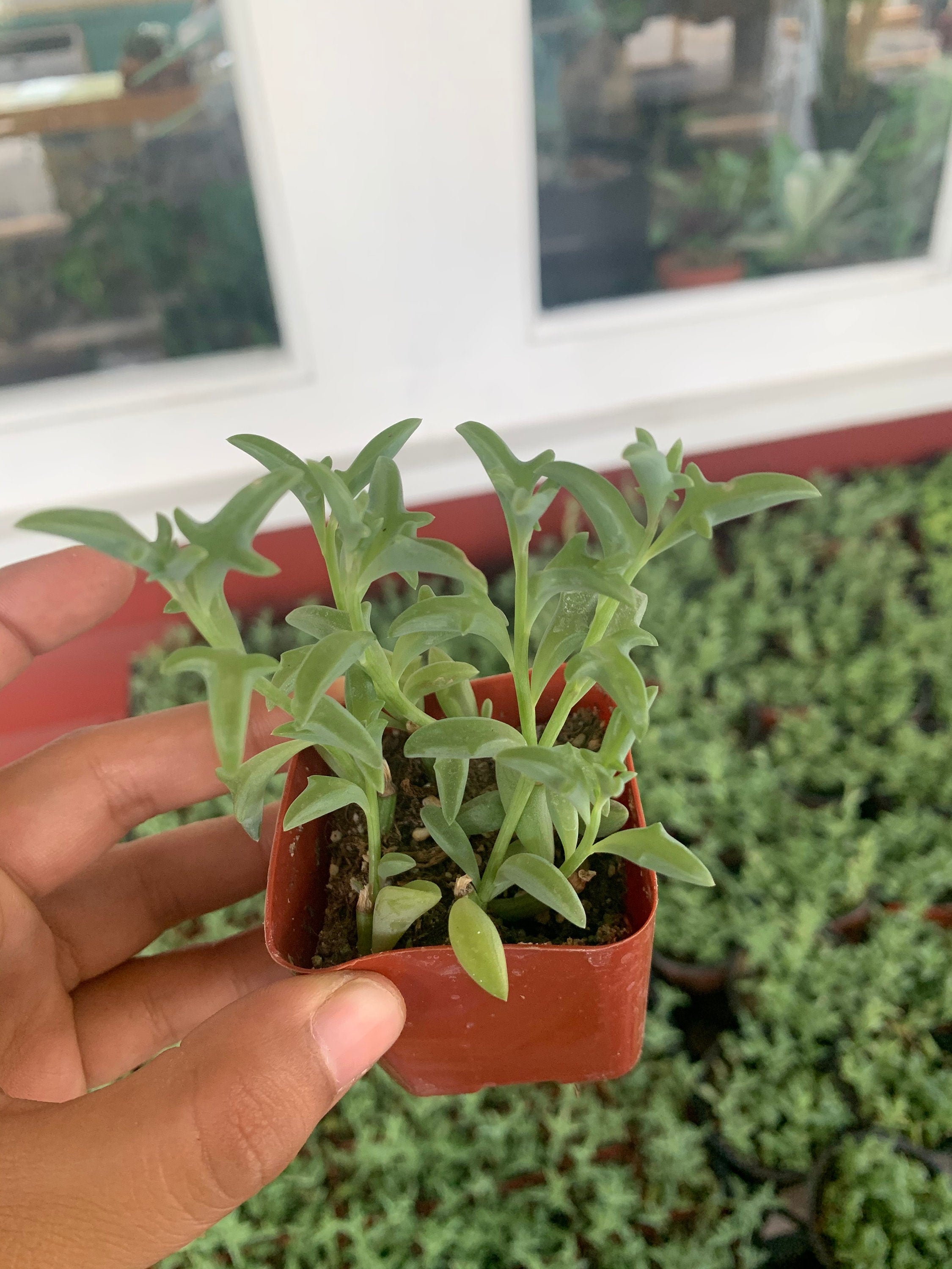 dolphin shaped succulent plant String of Dolphins Succulent For Sale
