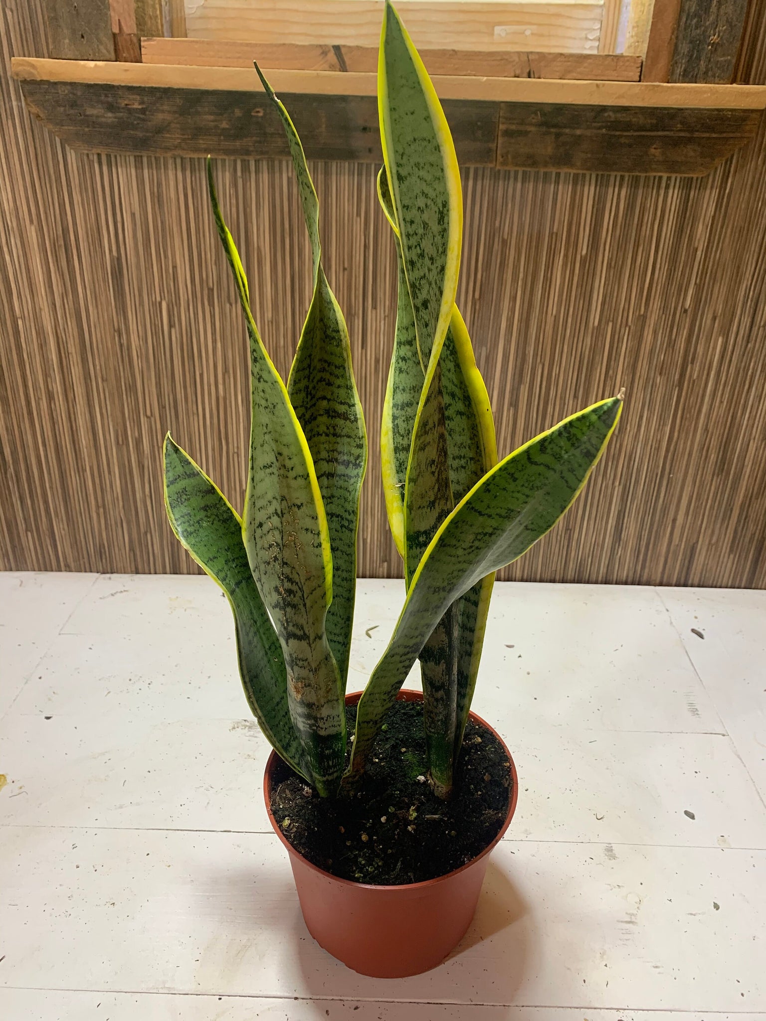 snake plant as air purifier Sansevieria Trifasciata Snake plant Live Plant 6" Pot Indoor Air Purif – Dose of Succulents