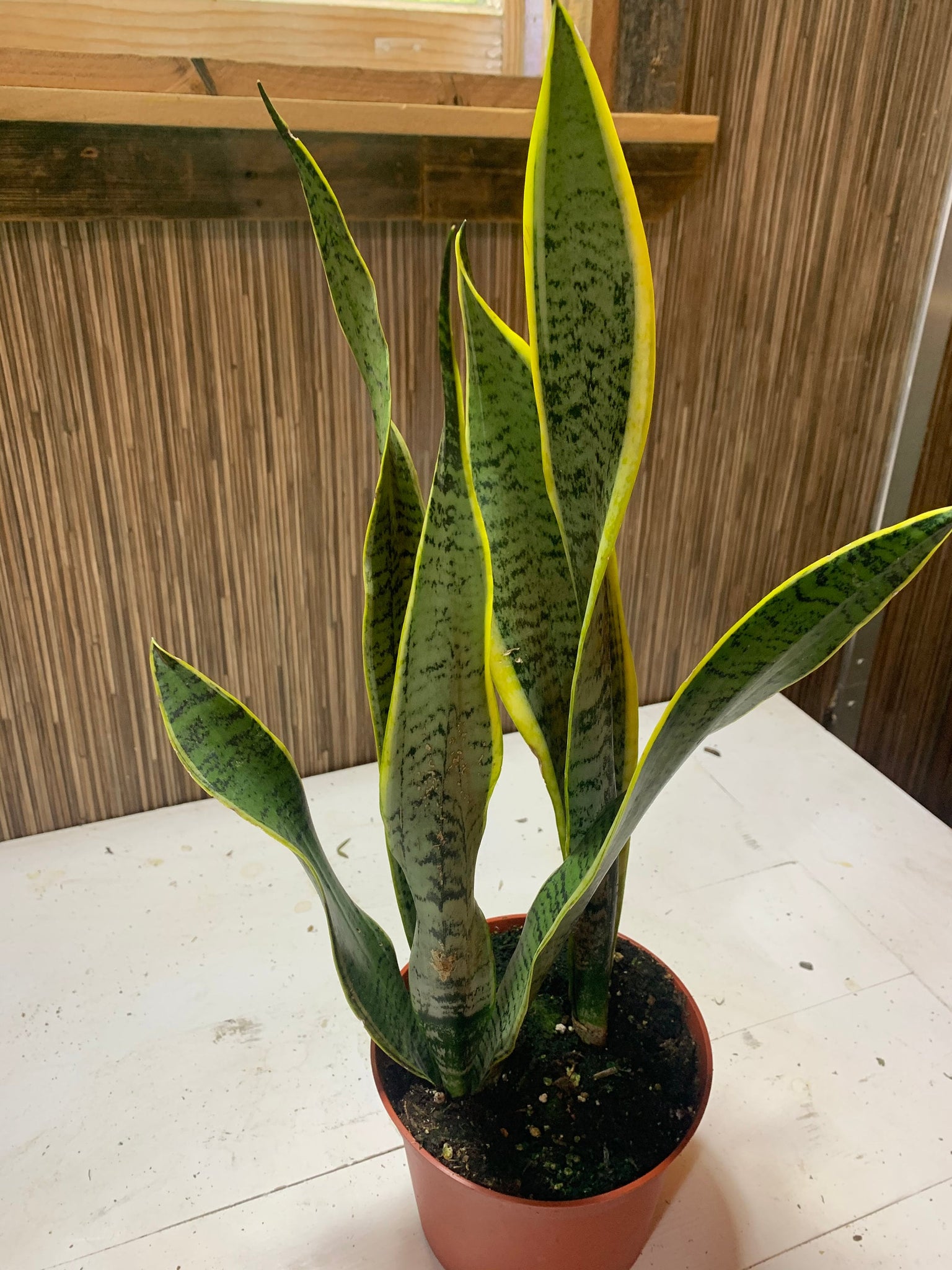 snake plant indoor air Sansevieria Trifasciata Snake plant Live Plant 6" Pot Indoor Air Purif – Dose of Succulents