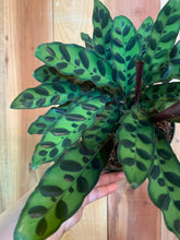 Load image into Gallery viewer, Calathea Rattlesnake Calathea Lancifolia 6” pot