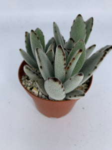 white panda succulent Kalanchoe Tomentosa Panda Plant 4'' Pot Live Plant – Dose of Succulents