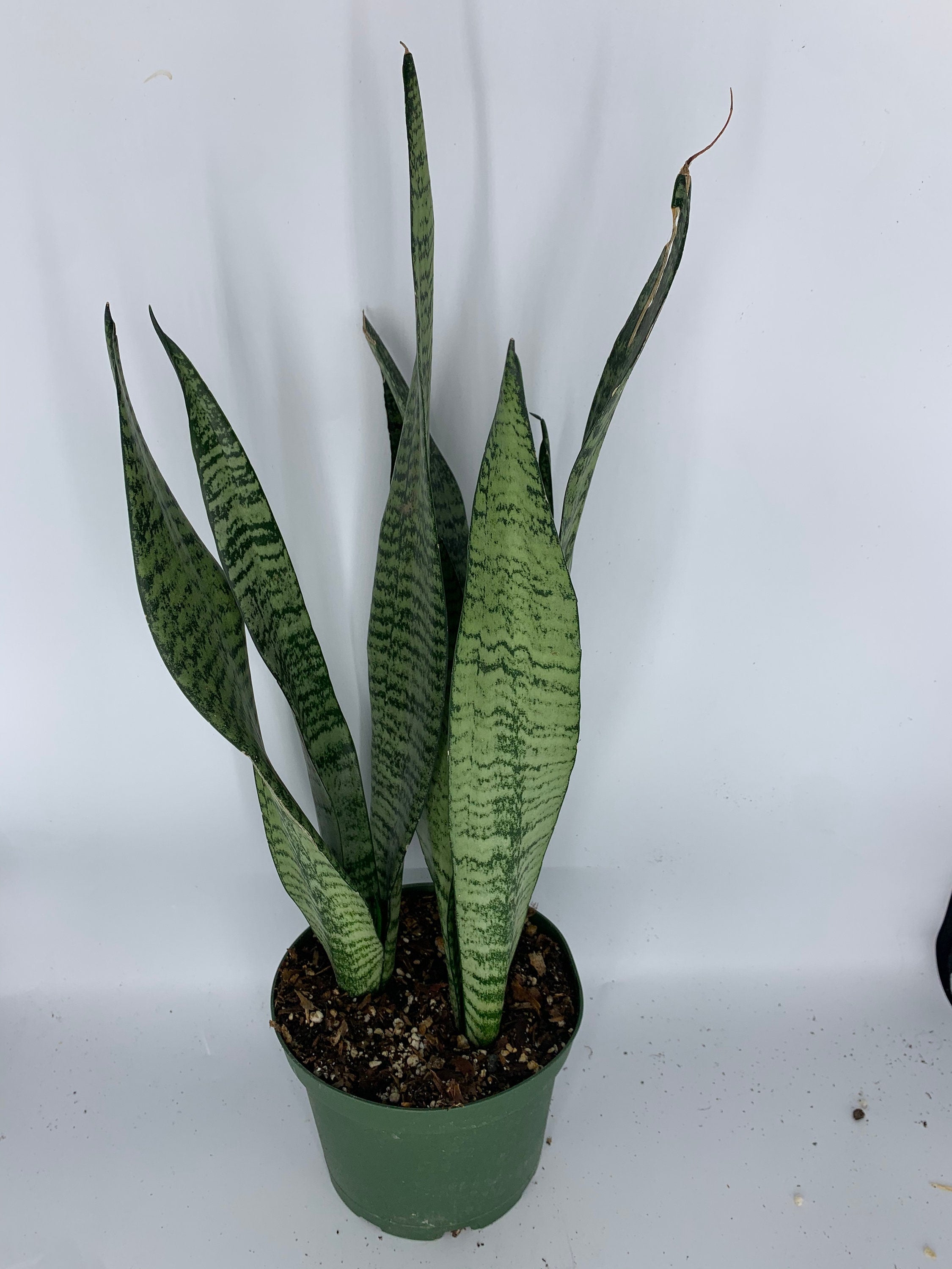 tiger snake plant Green Sansevieria Trifasciata Zeylanica green snake plant Live Plant 6 – Dose of Succulents