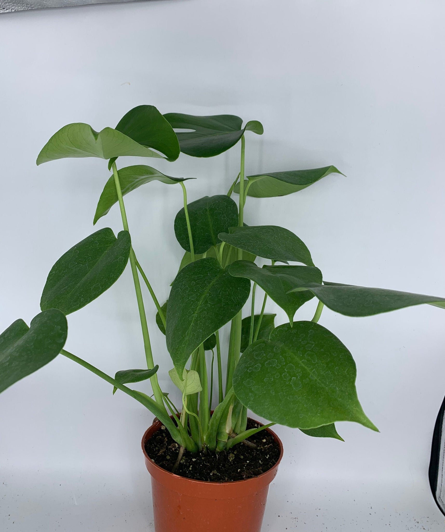 monstera plant live Monstera Deliciosa Live Plant 6'' Pot – Dose of Succulents
