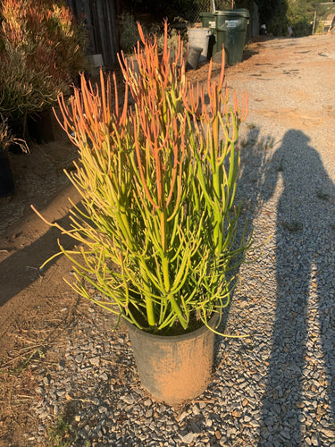 2’ tall Euphorbia Sticks of Fire tirucalli rubra growing in 5gal Bucket