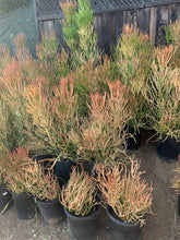 Load image into Gallery viewer, 2’ tall Euphorbia Sticks of Fire tirucalli rubra growing in 5gal Bucket
