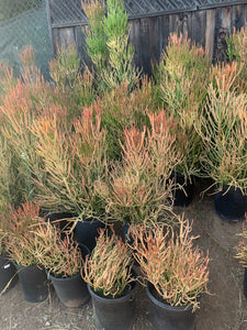 2’ tall Euphorbia Sticks of Fire tirucalli rubra growing in 5gal Bucket