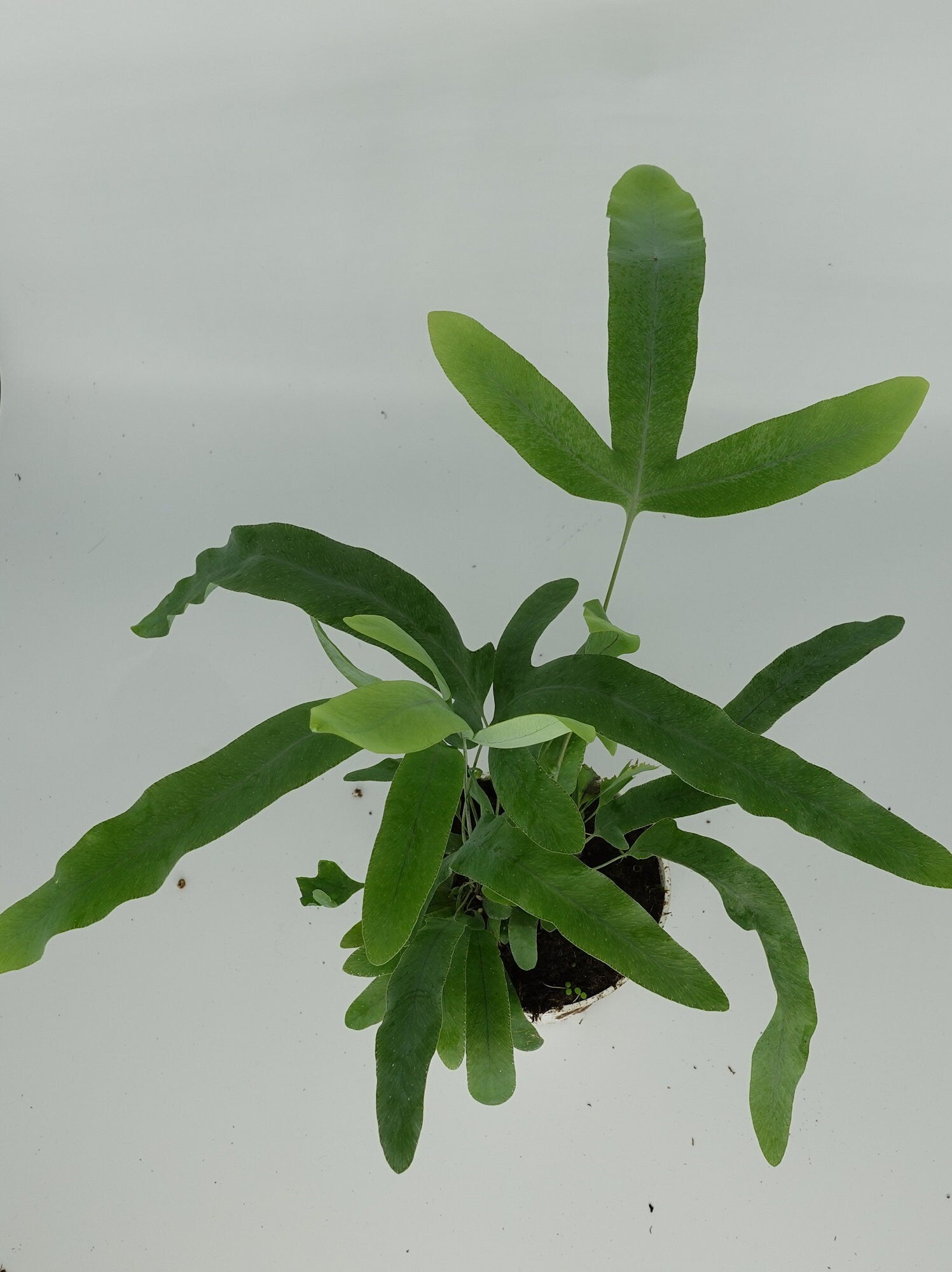 blue star fern pet safe Phlebodium aureum Blue Star Fern - Live Plant in 4-Inch Pot