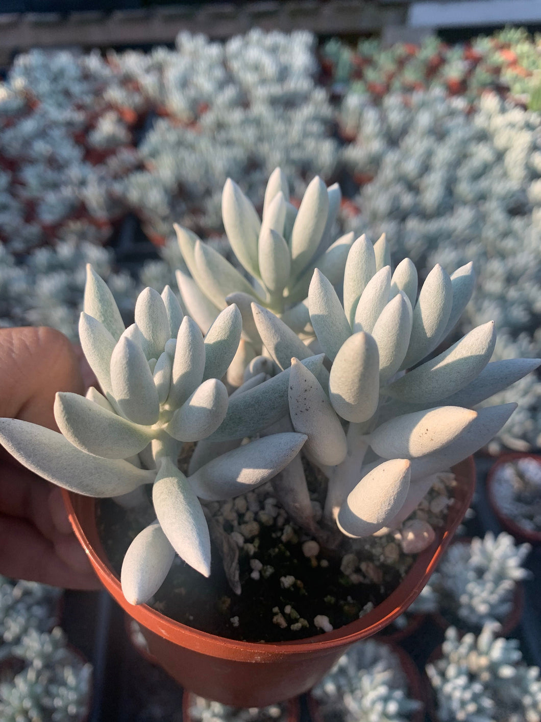cocoon plant succulent Senecio Haworthii Cocoon Plant 4” plant – Dose of Succulents