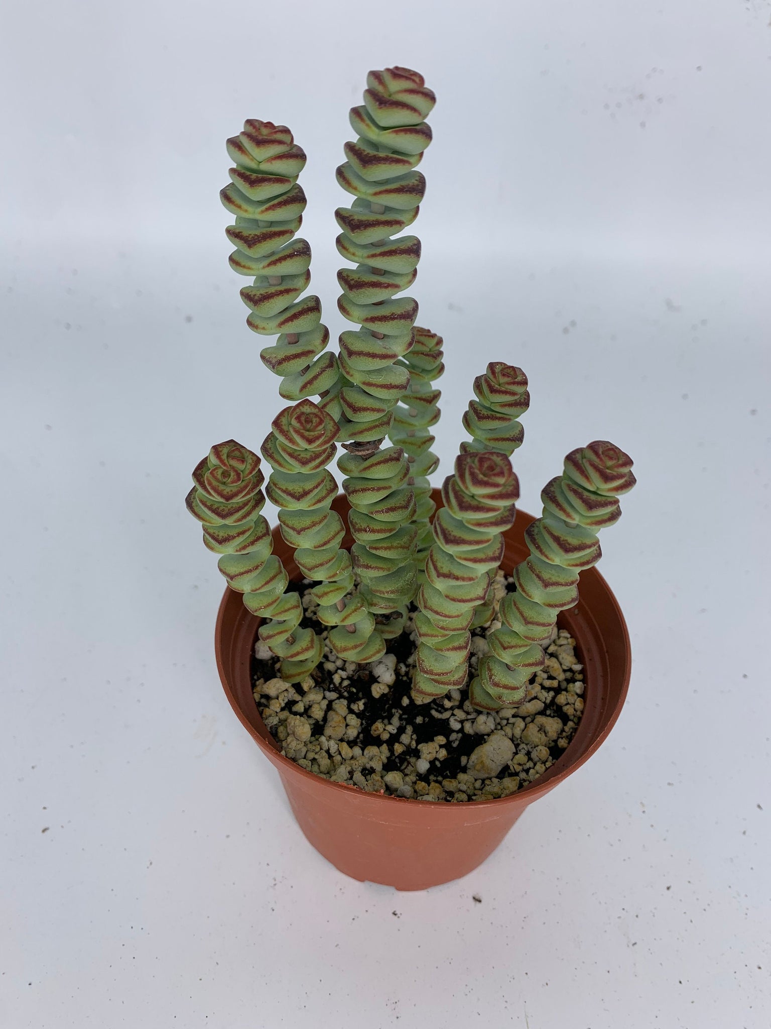diamond necklace succulent Baby Necklace Plant - Live Succulent in 4-Inch Pot