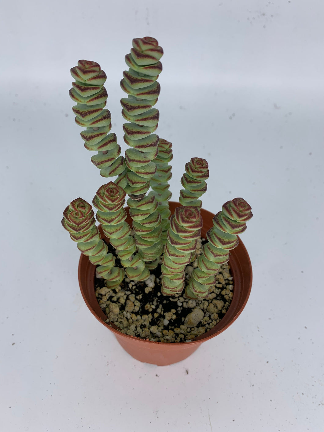 succulent plant necklace Baby Necklace Plant - Live Succulent in 4-Inch Pot