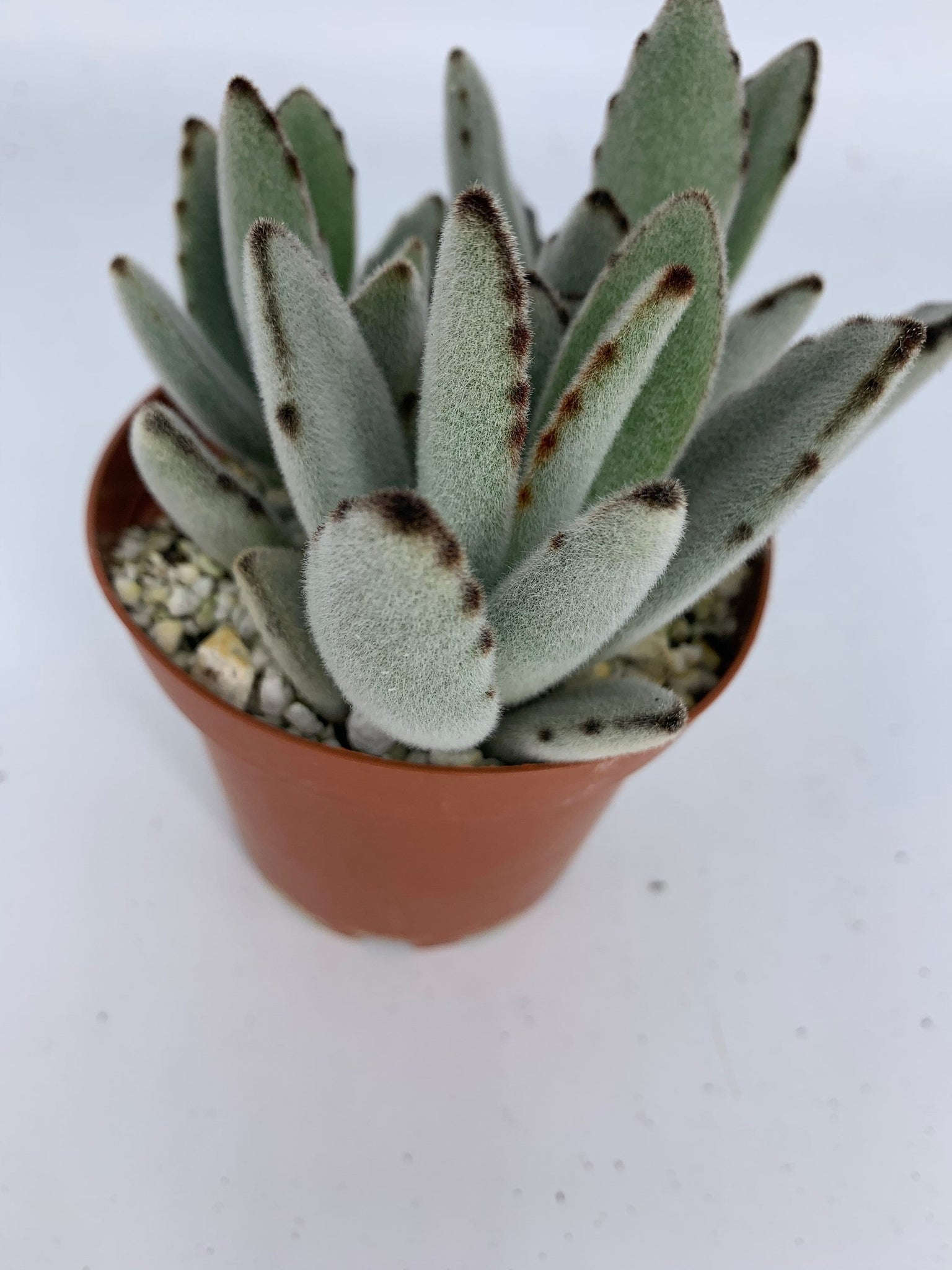panda claw succulent Kalanchoe Tomentosa Panda Plant 4'' Pot Live Plant – Dose of Succulents