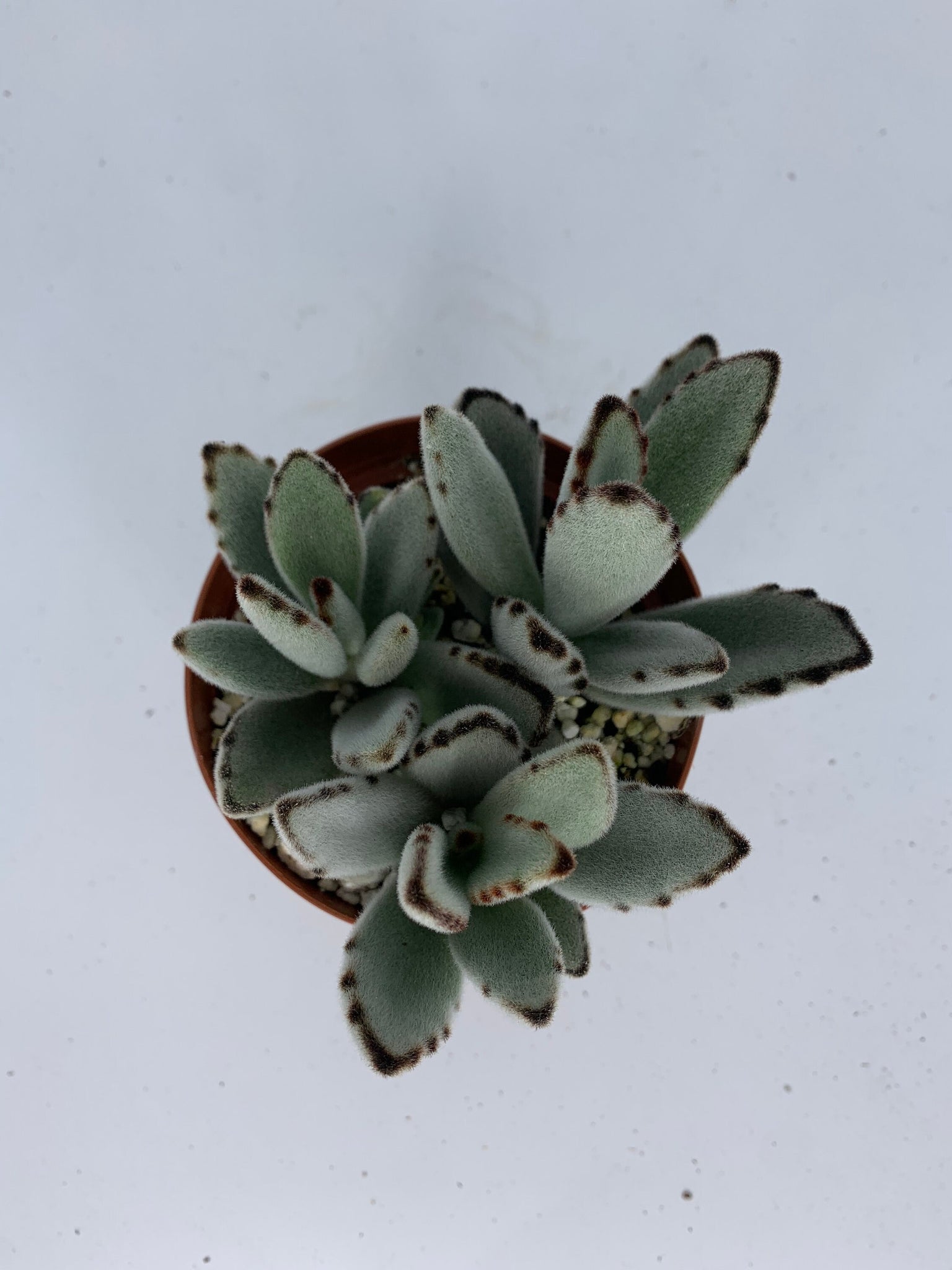 white panda succulent Kalanchoe Tomentosa Panda Plant 4'' Pot Live Plant – Dose of Succulents