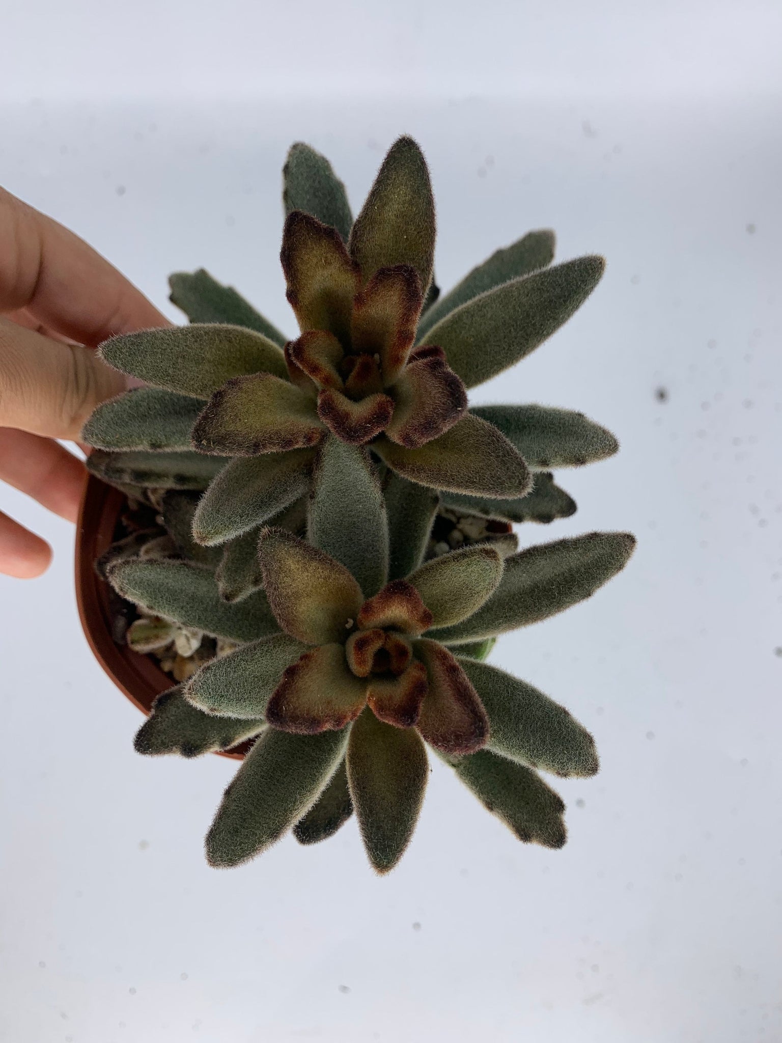 chocolate soldier succulent plant Kalanchoe Chocolate Soldier 4” pot – Dose of Succulents