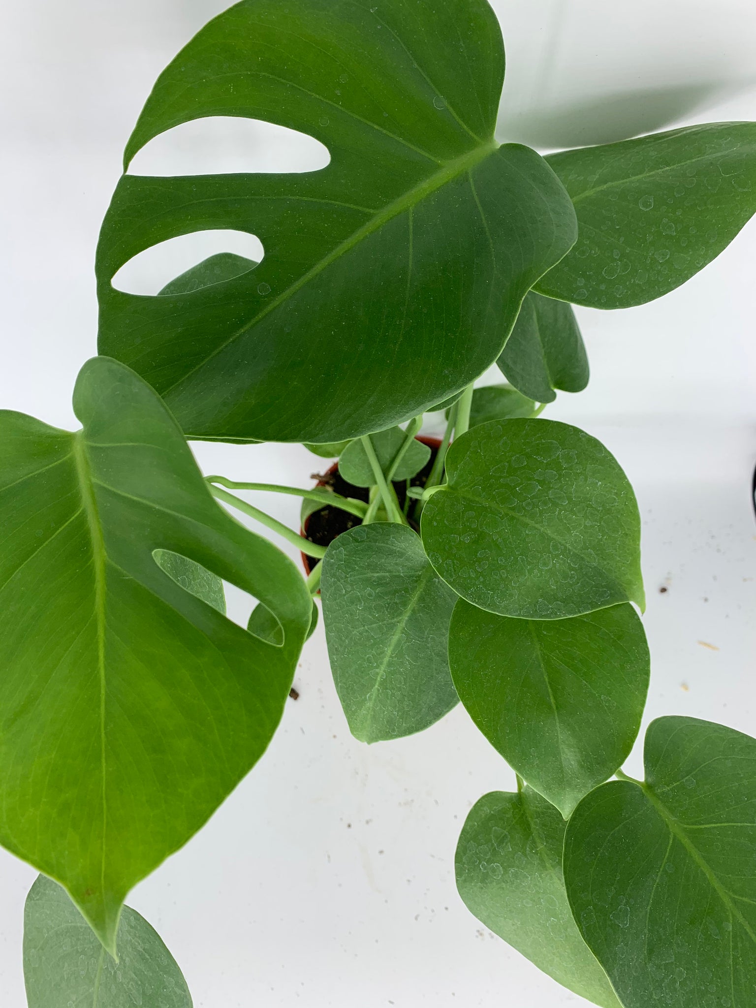 is a monstera a succulent Monstera Deliciosa Live Plant 6'' Pot – Dose of Succulents
