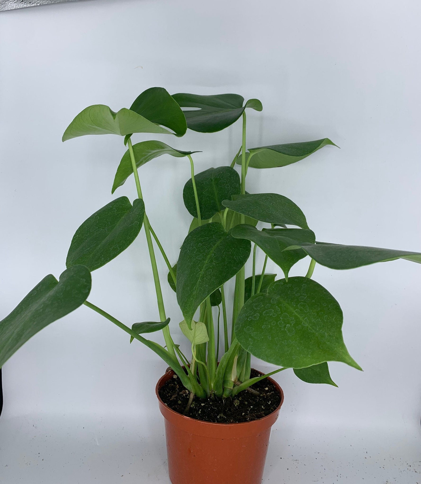monstera deliciosa live Monstera Deliciosa Live Plant 6'' Pot – Dose of Succulents
