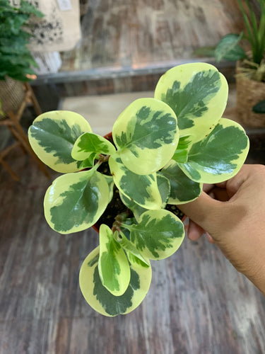 Peperomia Obstifolia Variegated Marble Plant 4” pot