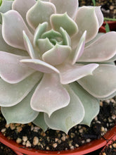 Load image into Gallery viewer, Echeveria Lola 6” pot