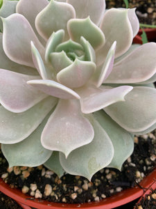 Echeveria Lola 6” pot