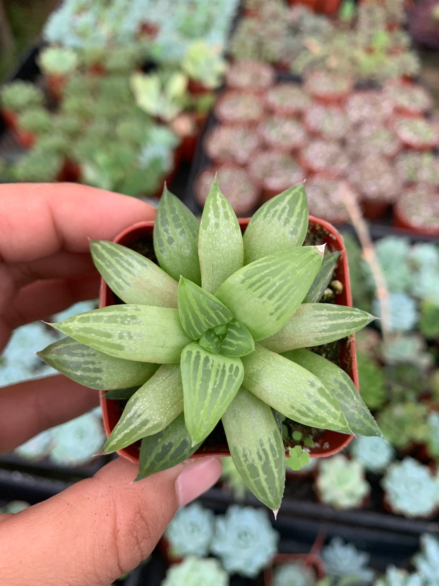 retusa succulent haworthia Retusa “Star Cactus” 2” plant – Dose of Succulents