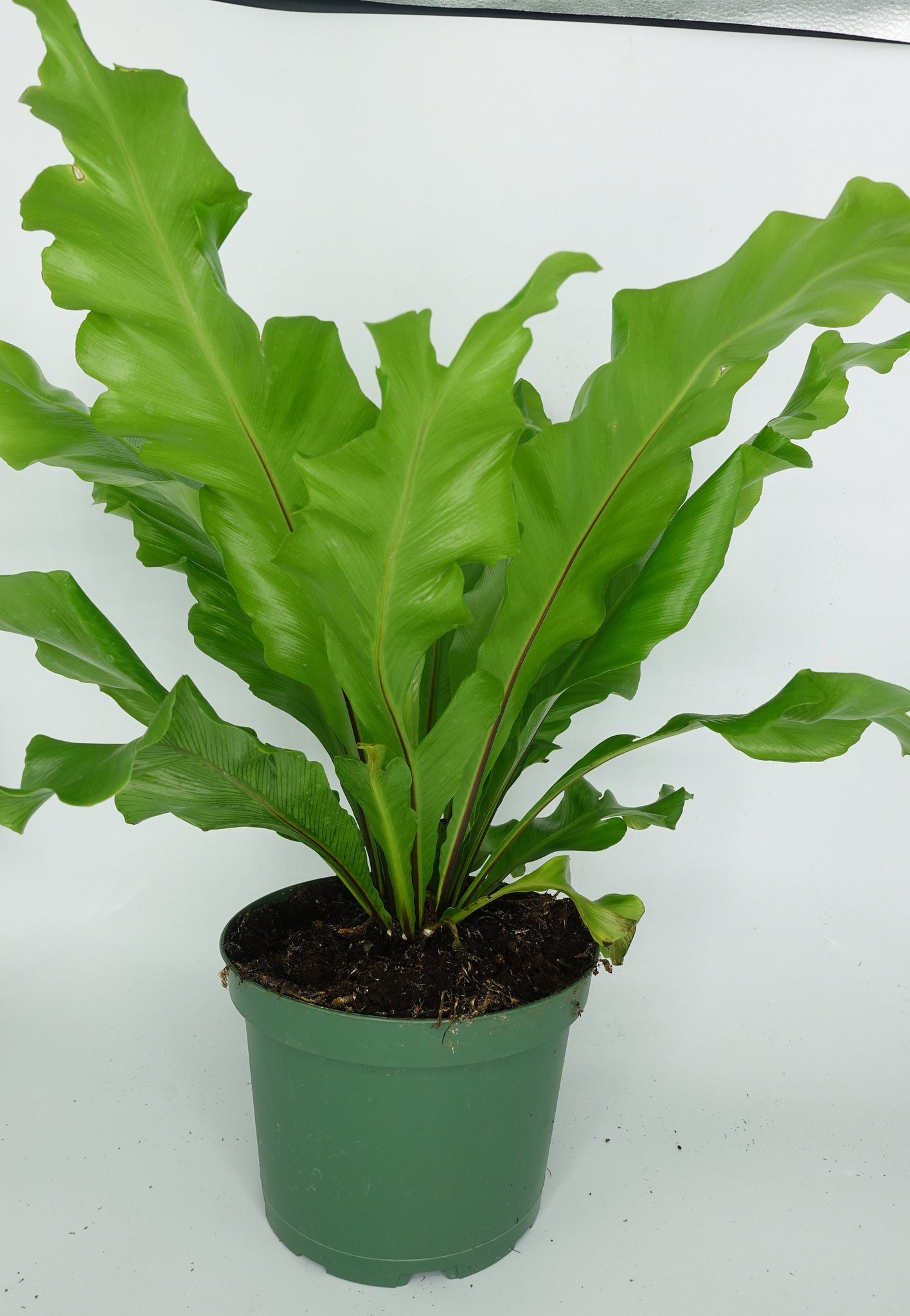 bird's nest fern and cats Asplenium Nidus Birds Nest Fern Live Plant