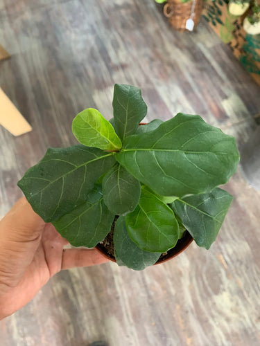 Fiddle Leaf Fig Ficus lyrata 4” pot Live Plant