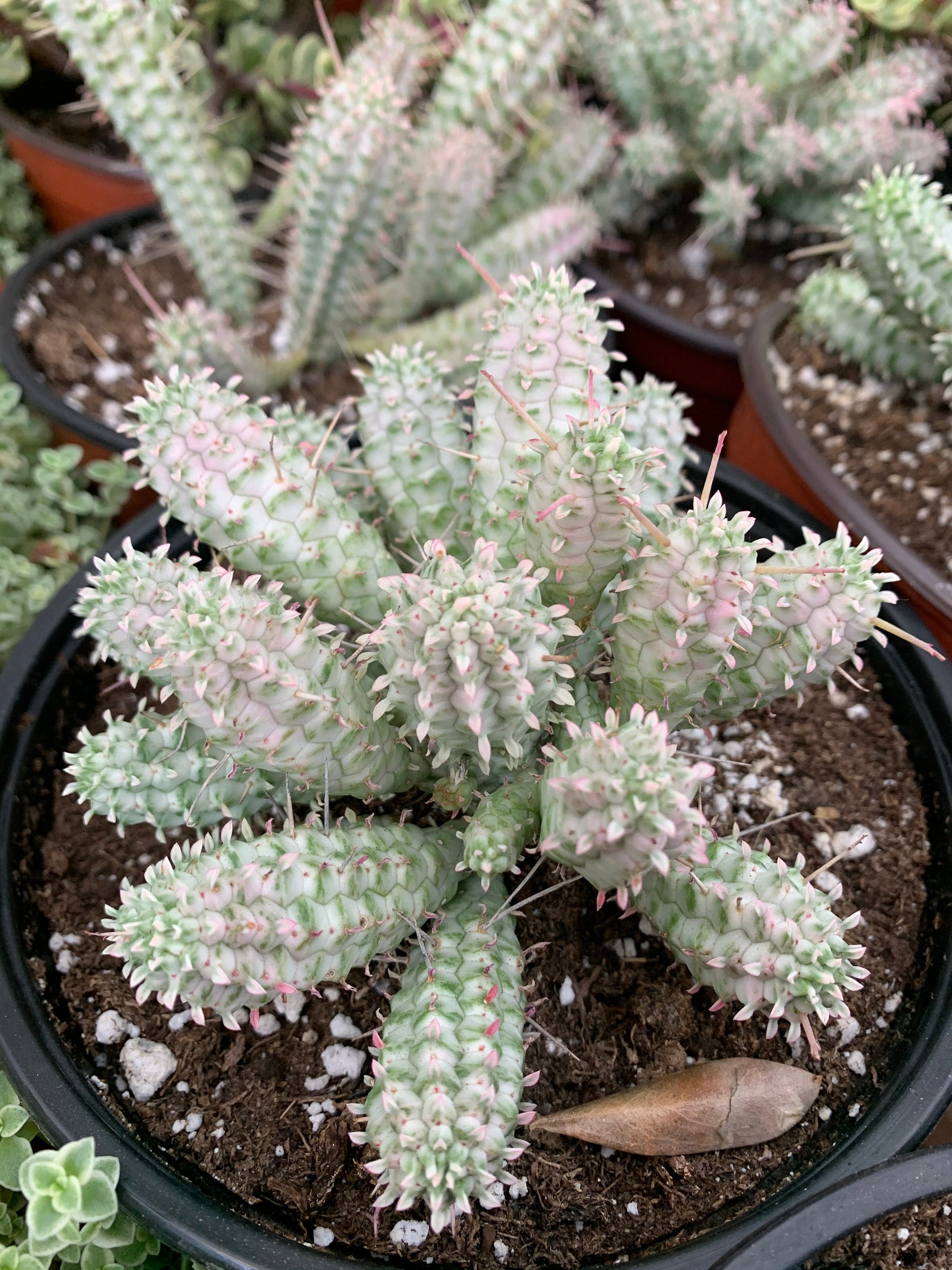 Euphorbia Mammillaris Variegated Variegata 6” pot
