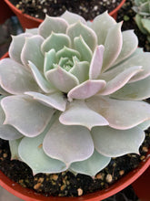 Load image into Gallery viewer, Echeveria Lola 6” pot