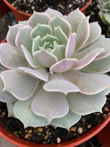 Echeveria Lola 6” pot