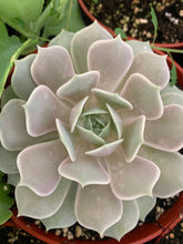 Load image into Gallery viewer, Echeveria Lola 6” pot