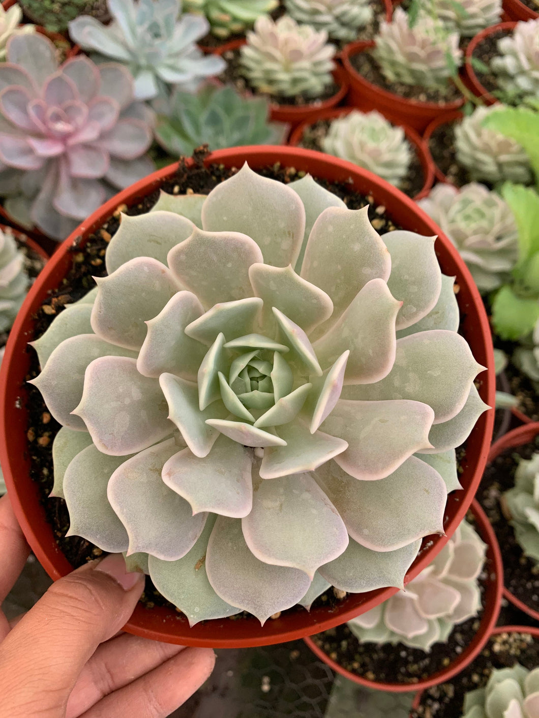 Echeveria Lola 6” pot