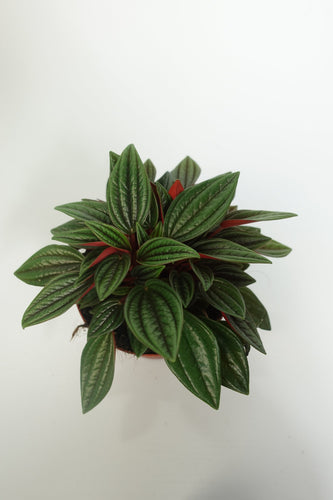 Peperomia Rosso 4'' Plant