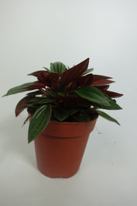 Peperomia Rosso 4'' Plant