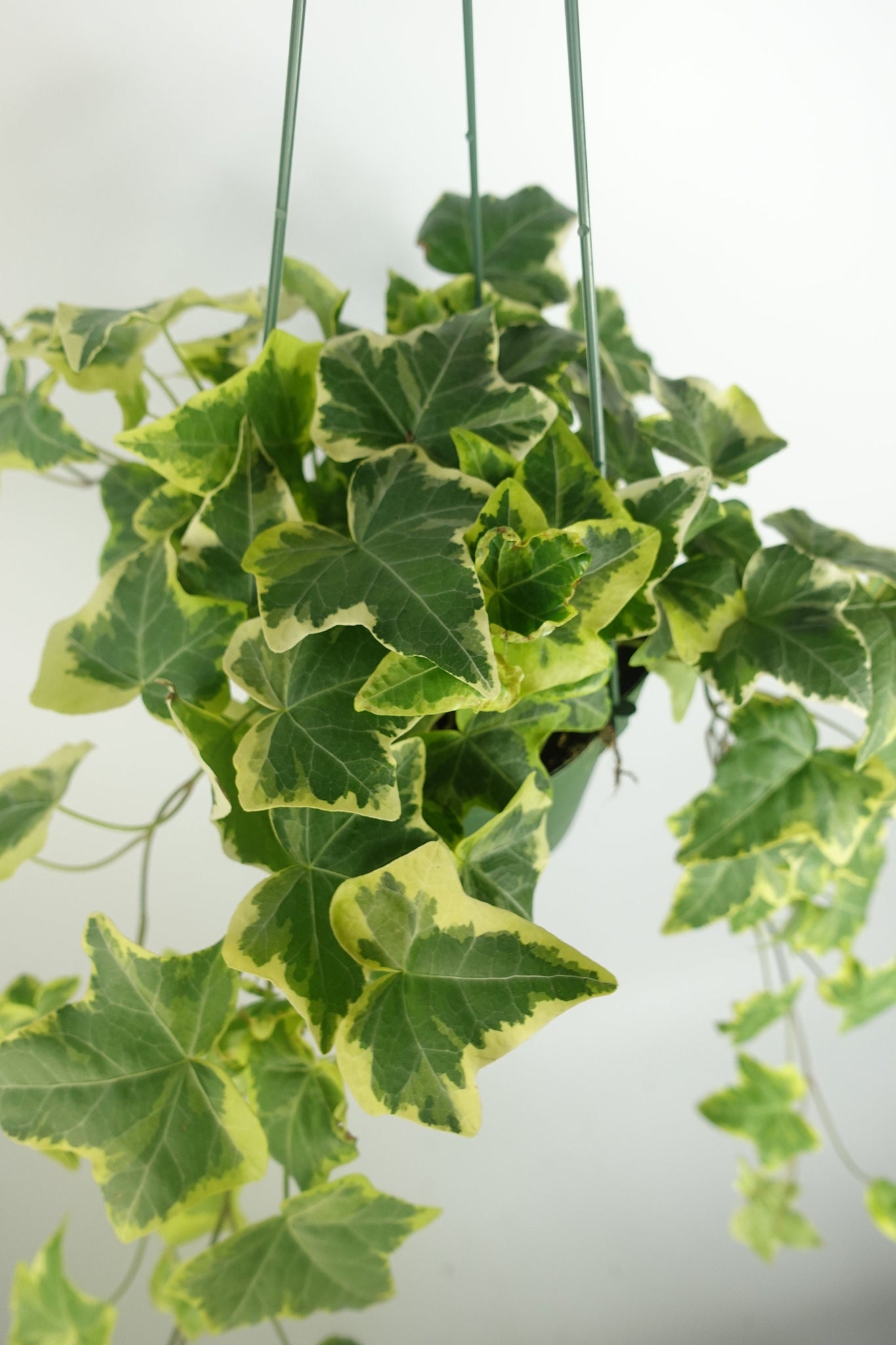 types of hanging ivy plants Long Variegated Yellow Ivy Hanging plant in 6'' pot Trailing – Dose of Succulents