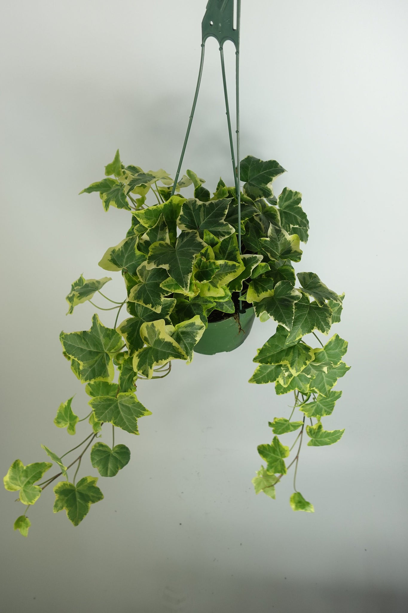 hanging ivy plant pot Long Variegated Yellow Ivy Hanging plant in 6'' pot Trailing – Dose of Succulents
