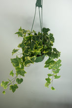 Load image into Gallery viewer, Long Variegated Yellow Ivy Hanging plant in 6&#39;&#39; pot Trailing