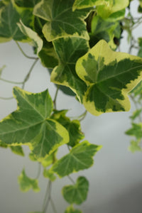 Long Variegated Yellow Ivy Hanging plant in 6'' pot Trailing