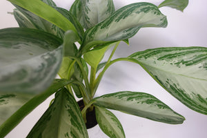 Aglaonema Silver Bay 6'' Pot