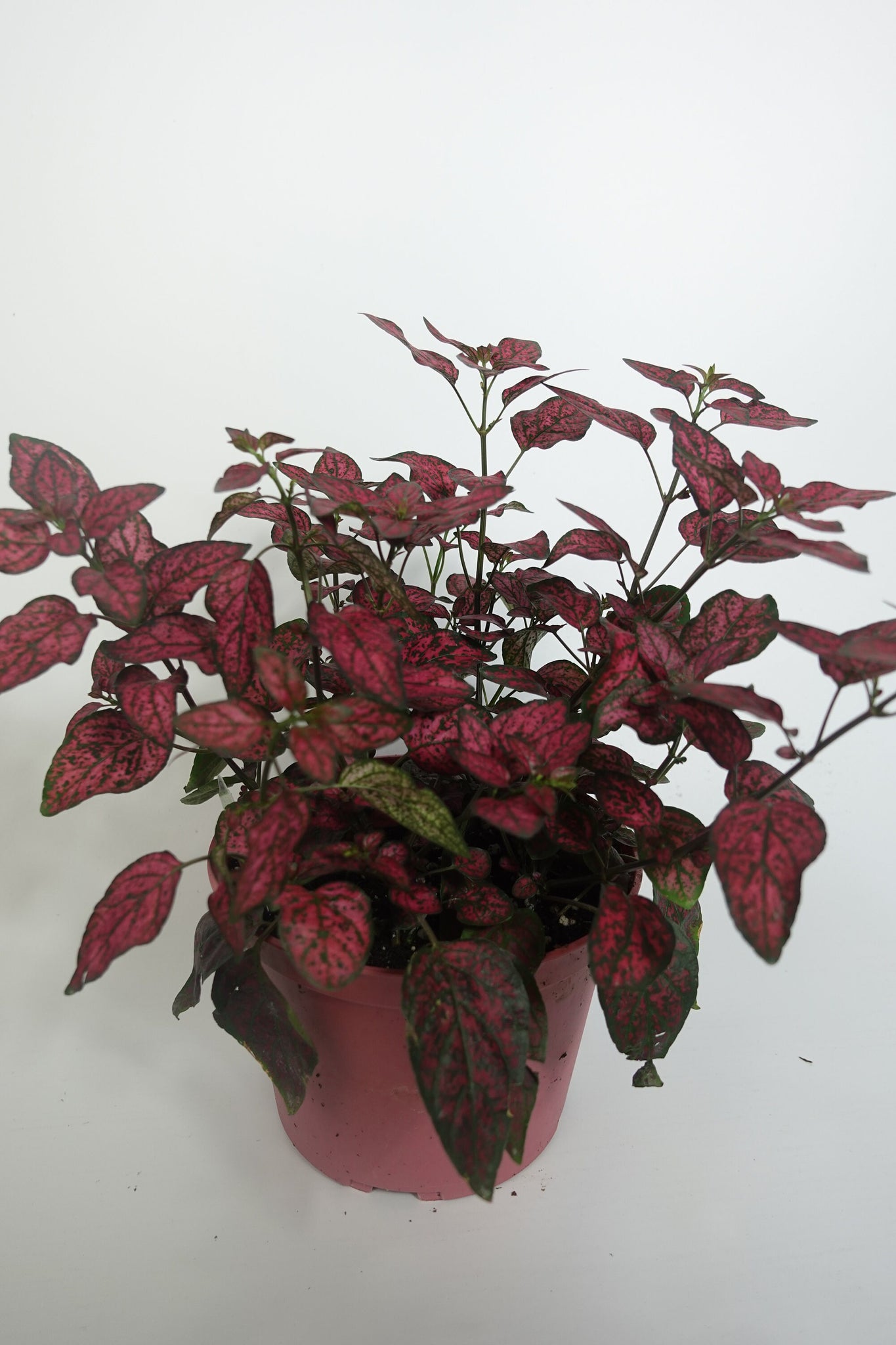 hanging polka dot plant Hypoestes phyllostachya Polka Dot Plant Live 6'' Plant – Dose of Succulents