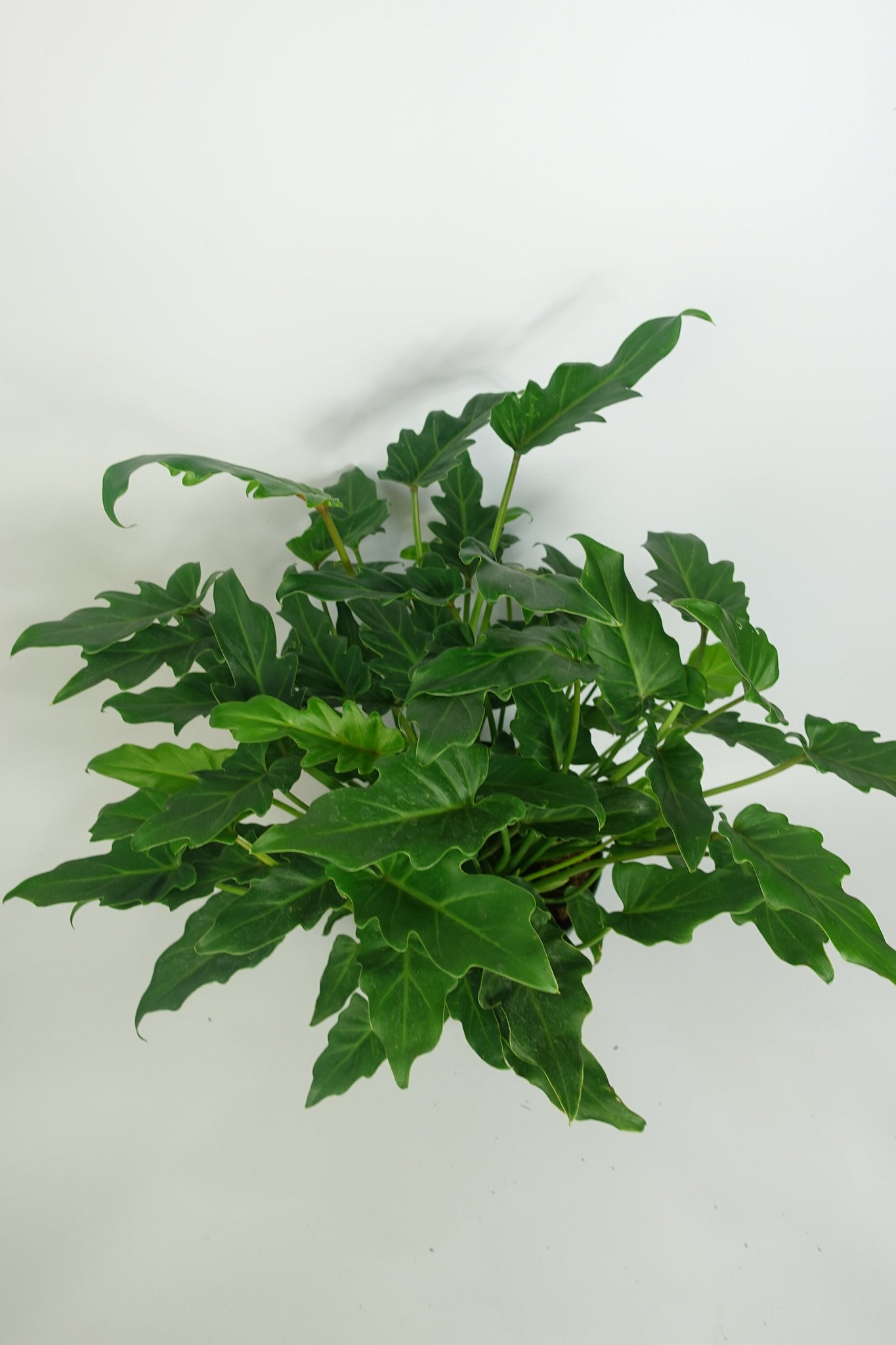 philodendron xanadu large Philodendron Xanadu Large 8'' Pot – Dose of Succulents