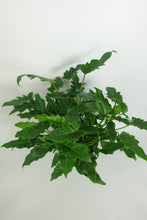 Load image into Gallery viewer, Philodendron Xanadu Large 8&#39;&#39; Pot