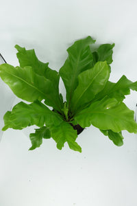 6'' Bird Nest Fern Asplenium Nidus