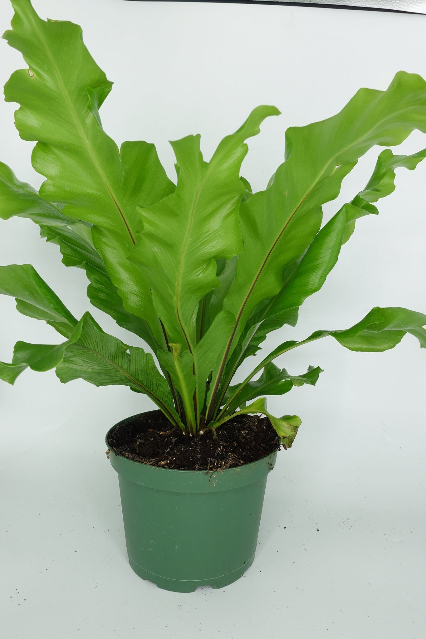 bird's nest fern not growing Asplenium Nidus Birds Nest Fern Live Plant