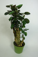 Load image into Gallery viewer, Large Fabian Plant 6” plant