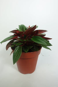 Peperomia Rosso 4'' Plant