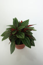 Load image into Gallery viewer, Peperomia Rosso 4&#39;&#39; Plant