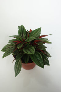 Peperomia Rosso 4'' Plant