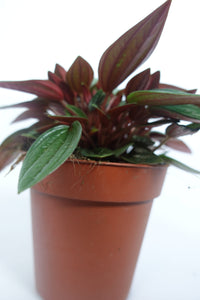 Peperomia Rosso 4'' Plant