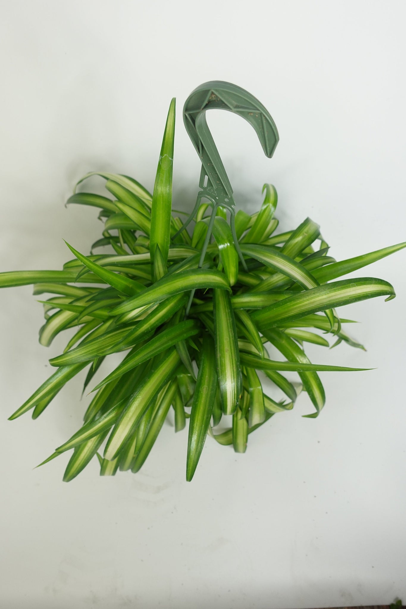 hawaiian spider plant for sale Hawaiian Spider Plant Green 6'' Pot Live Plant – Dose of Succulents