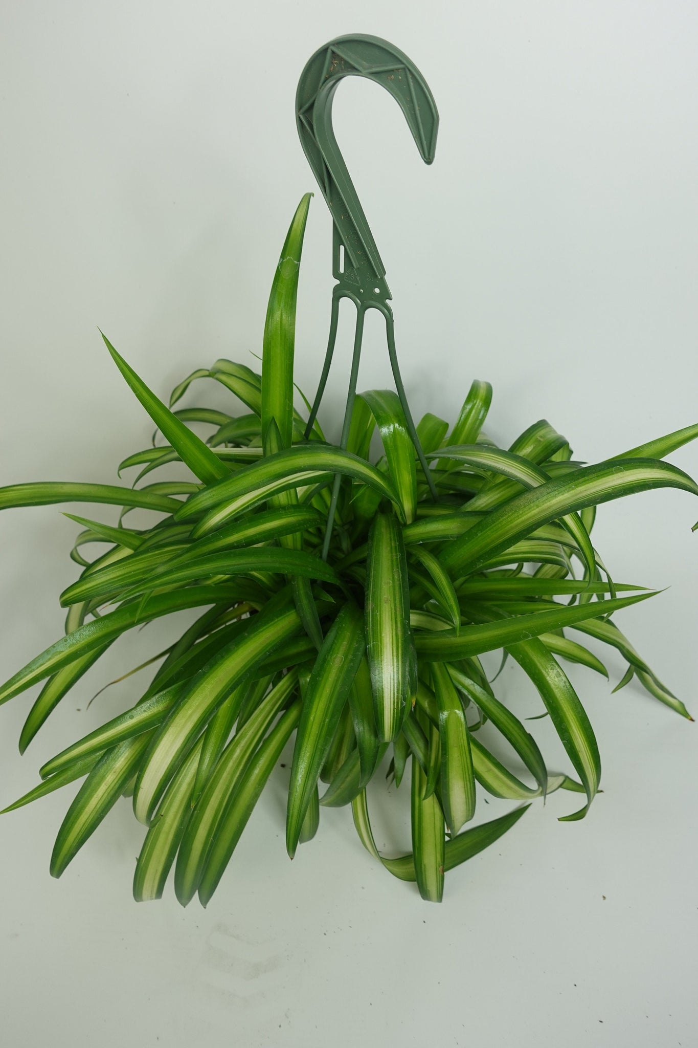 spider hawaiian plant Hawaiian Spider Plant Green 6'' Pot Live Plant – Dose of Succulents
